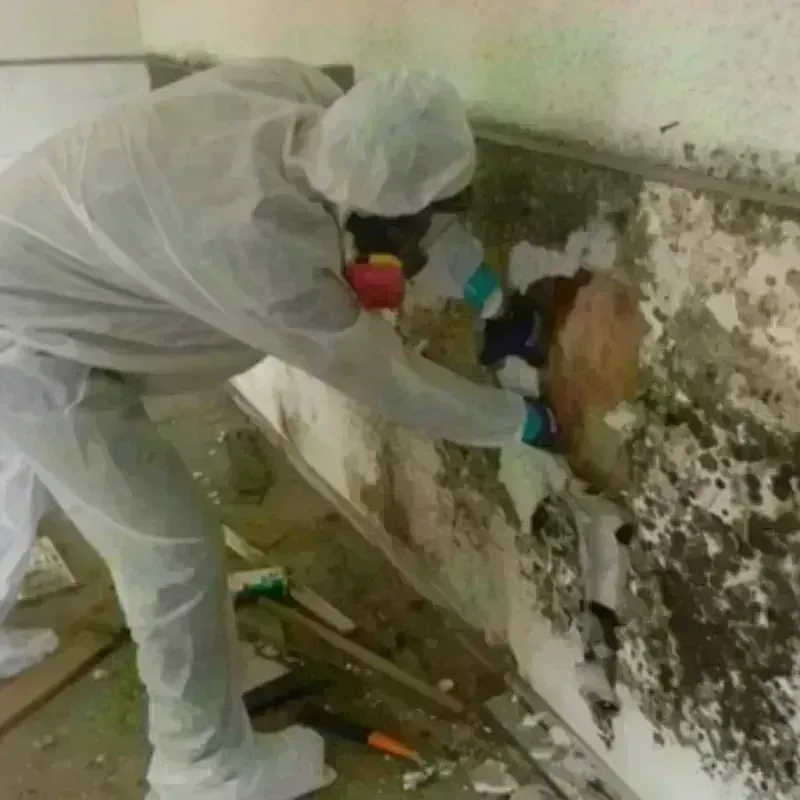 Mold Remediation and Removal in Rogers, MN